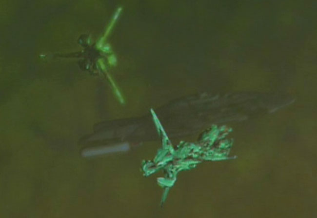 Battle image Borg / 8472 War