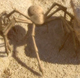 Species image Alien Spider