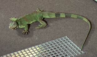 Species image Iguana
