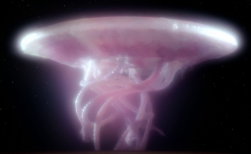 Species image Space Jellyfish