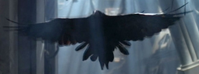 Species image Raven
