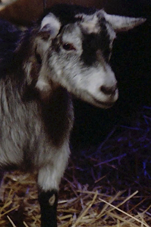 Species image Goat