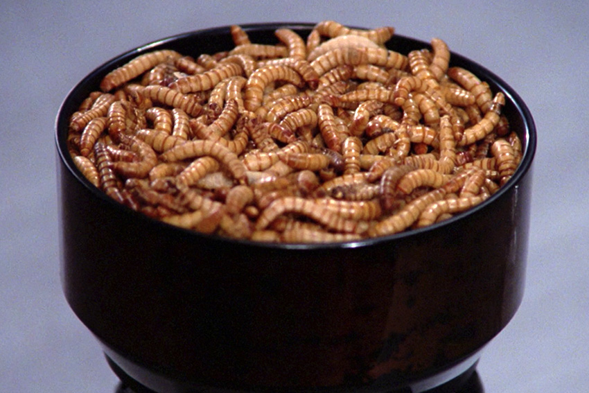 Species image Mealworm