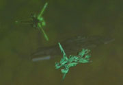 Starship image Borg / 8472 War