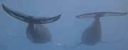 Starship image Humpback Whale