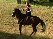 Gallery Image Horse<br>Image 1