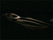 Starship image DITL Species No. 964