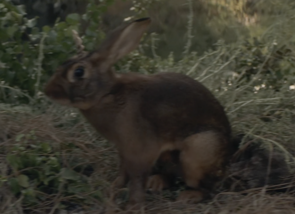 Species image Bunnicorn