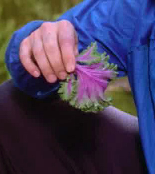 Quiz image