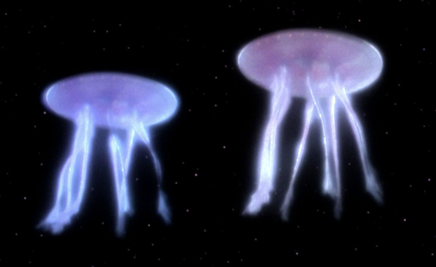 Species image Space Jellyfish