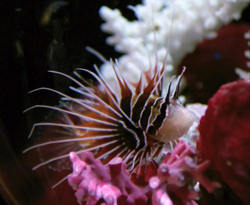 Species image Lion Fish