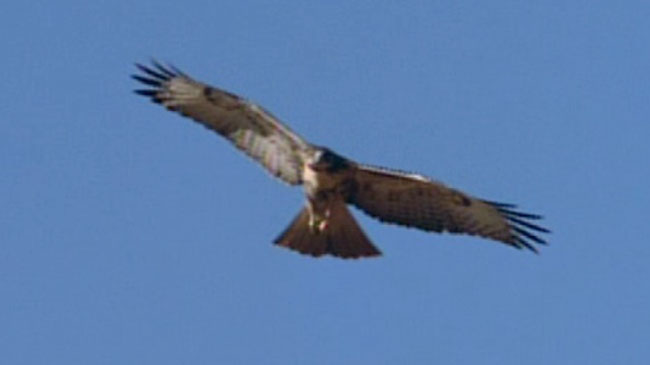 Species image Hawk