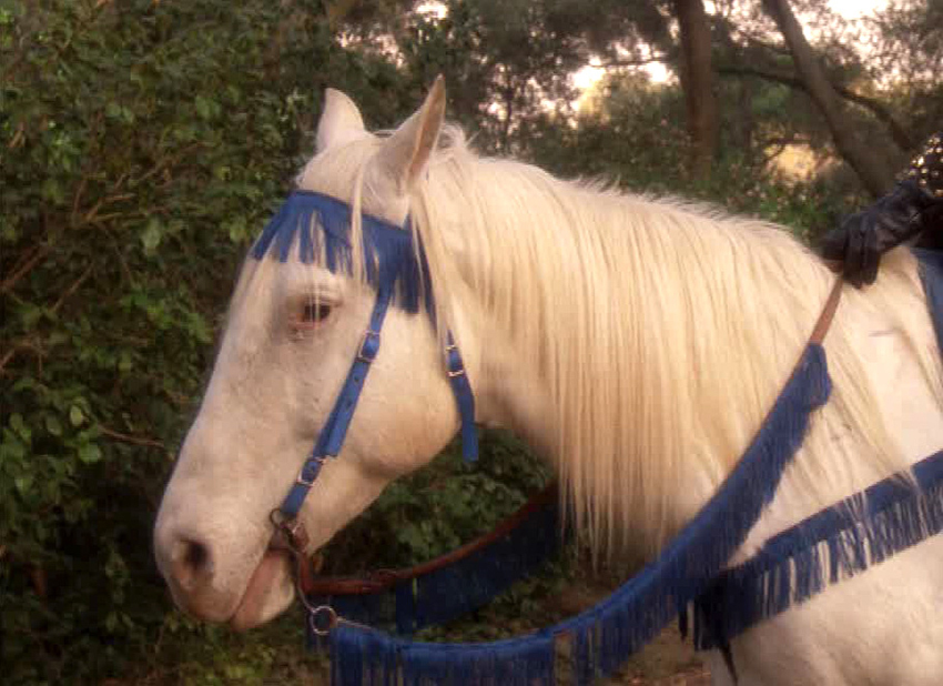 Species image Horse