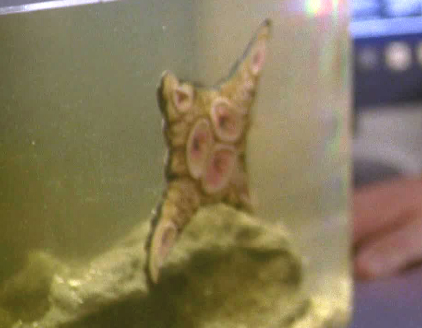 Quiz image