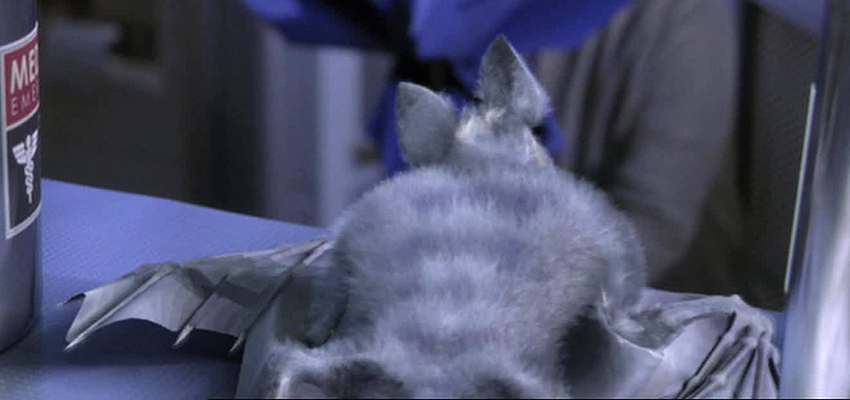 Species image Pyrithian bat
