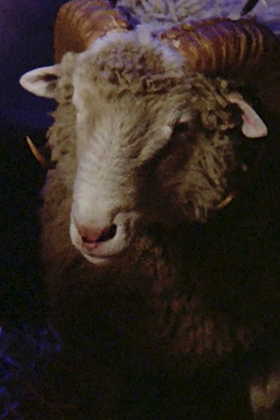 Species image Sheep