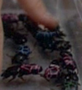 Quiz image