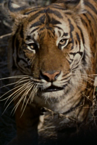 Species image Tiger