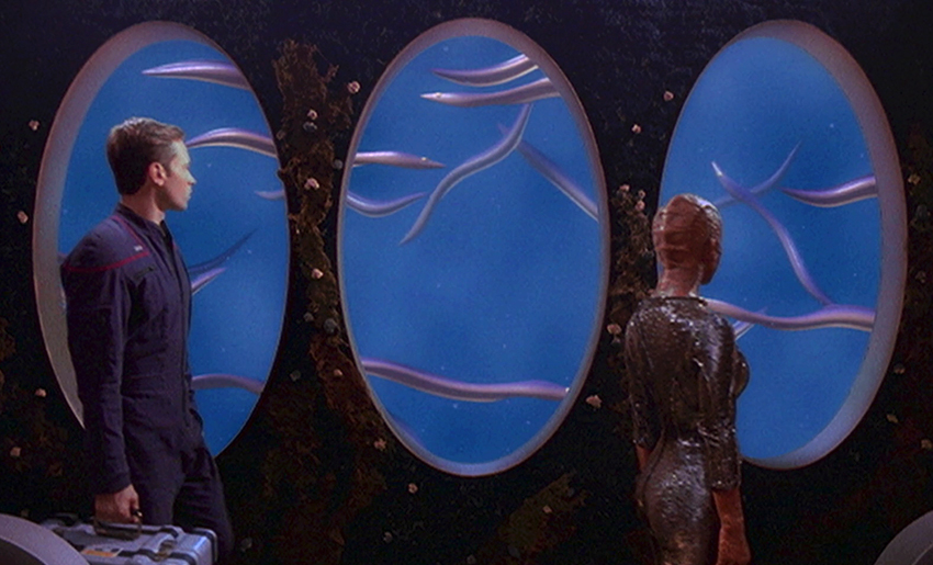 Species image Xyrillian Eels