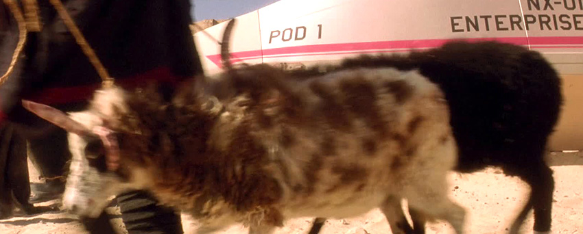 Species image Alien Goat