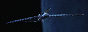 Starship image Amargosa Observatory