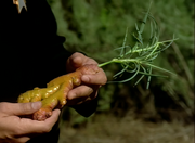 Food image Leola Root