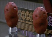 Starship image Potato