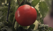 Food image Tomato