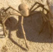 Gallery Image Alien Spider<br>Image 1