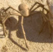 Species image Images/G/GravitySpider.jpg