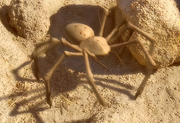 Gallery Image Alien Spider<br>Image 1