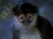 Gallery Image New Earth Monkey<br>Image 1