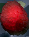 Gallery Image Provider<br>Image 1