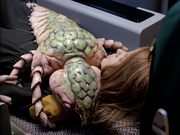 Gallery Image DITL Species No. 160<br>Image 3