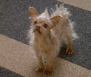 Gallery Image Banean Dog<br>Image 1