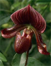 Gallery Image Cypriprdium<br>Image 1