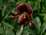 Gallery Image Cypriprdium<br>Image 1