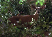 Gallery Image Deer<br>Image 1