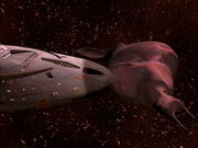 Gallery Image Space Shrimp<br>Image 3