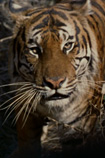 Gallery Image Tiger<br>Image 1