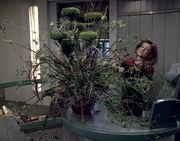 Gallery Image DITL Species No. 1264<br>Image 1
