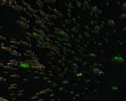 Starship image Swarm Ship