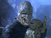 Gallery Image DITL Species No. 300<br>Image 1