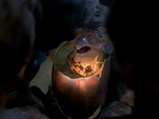 Gallery Image DITL Species No. 300<br>Image 3