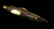 Starship image Unknown Ship 1