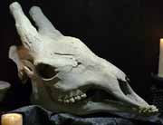 Species image Images/X/XindiAvian1.jpg