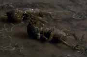 Starship image Xindi Insectoids